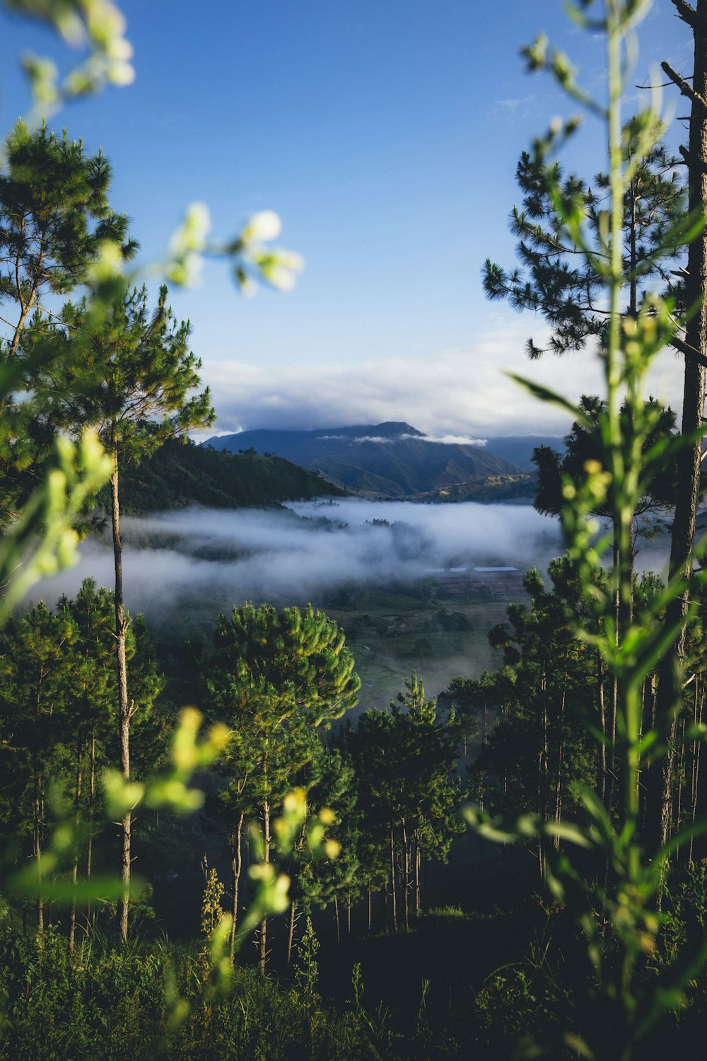 green trees near lake under blue sky during daytime