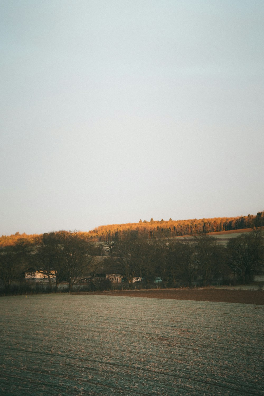 brown trees near body of water during daytime