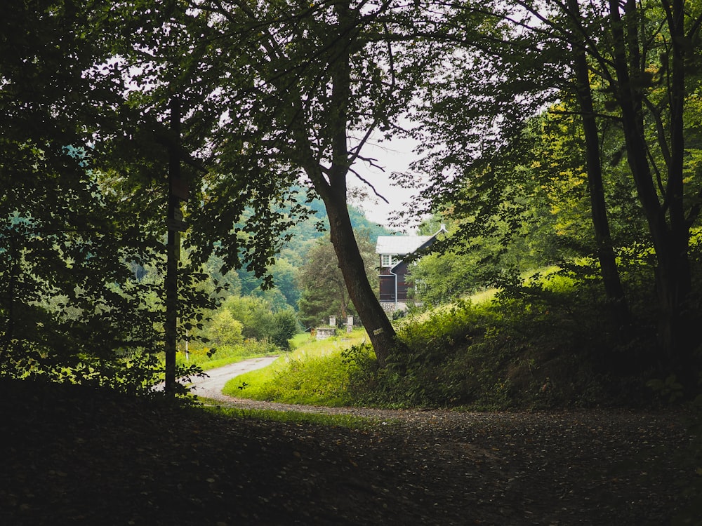 green trees beside river during daytime