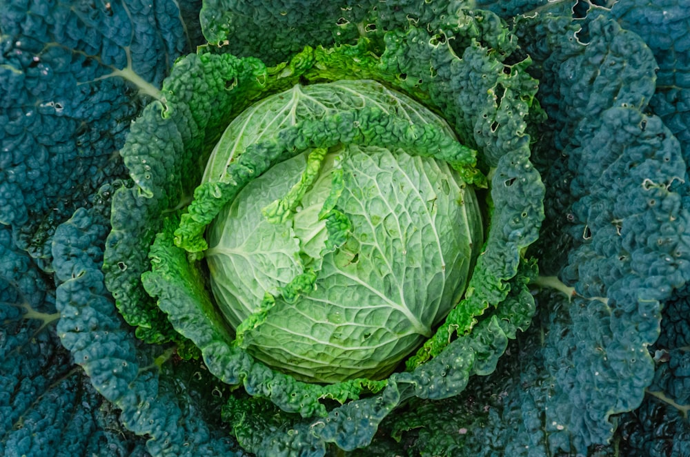 green leaf vegetable on blue textile