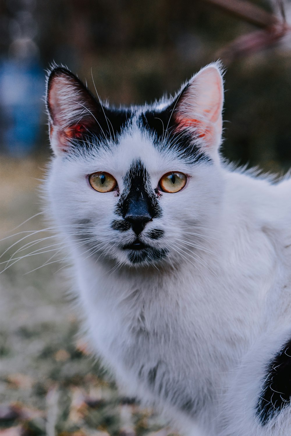 white and black cat on brown ground