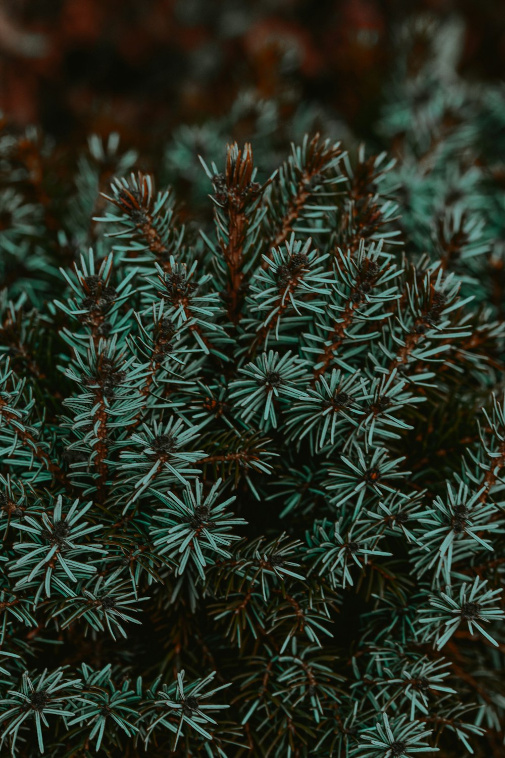Planta verde y roja en fotografía de primer plano