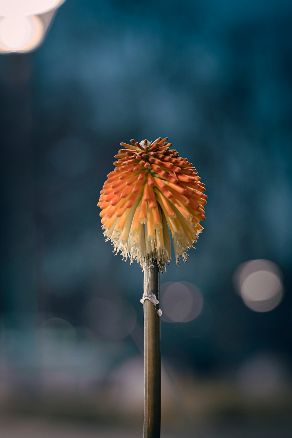 orange and yellow flower in tilt shift lens