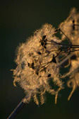 Close-up of vibrant quinoa seed heads glowing in sunlight.