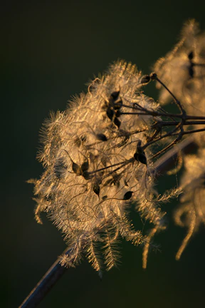 Close-up of vibrant quinoa seed heads glowing in sunlight.