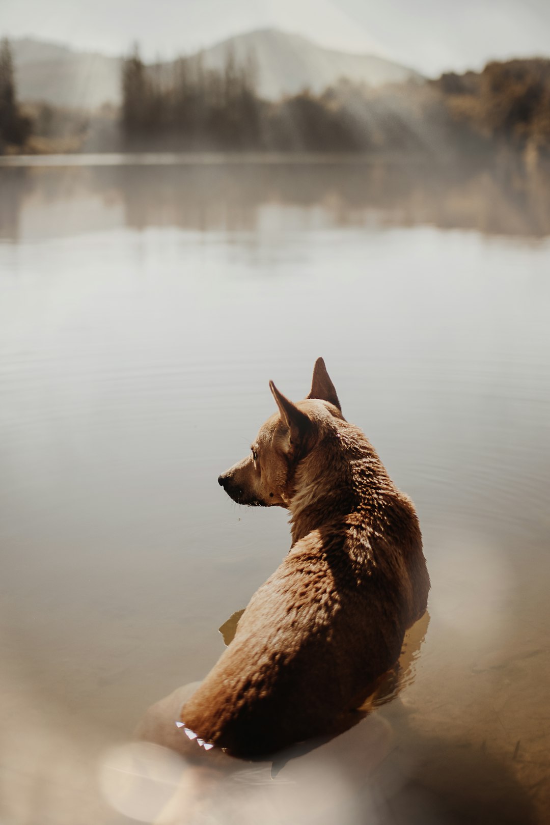 brown short coated dog on water during daytime