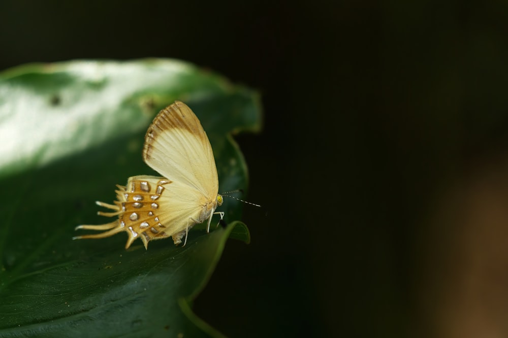 yellow butterfly perched on green leaf in close up photography during daytime