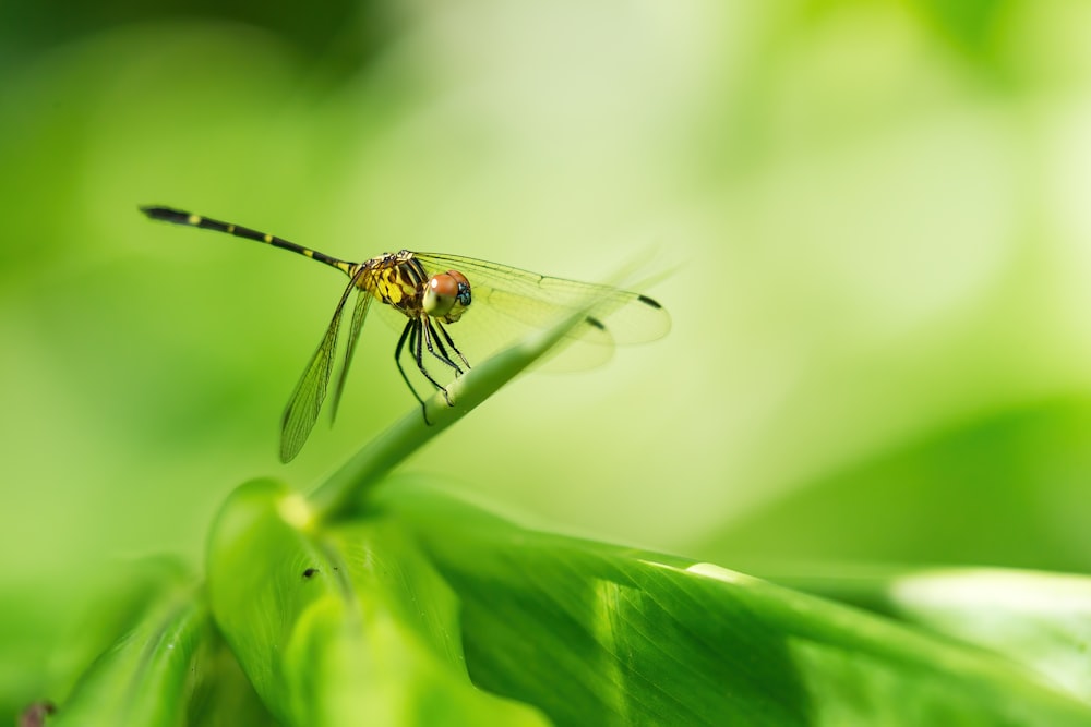 Gelbe und schwarze Libelle auf grünem Blatt in Nahaufnahmen tagsüber