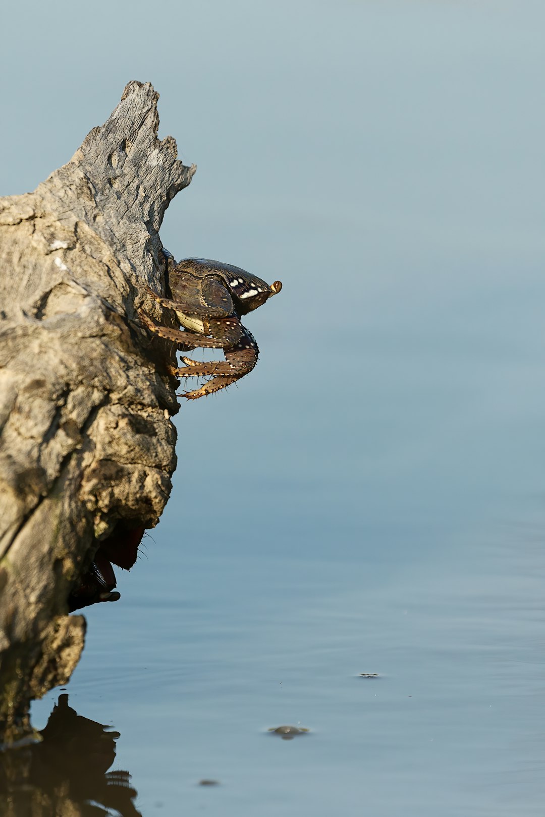 black and brown frog on gray rock