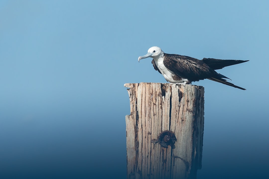 white and black bird on brown wooden post during daytime