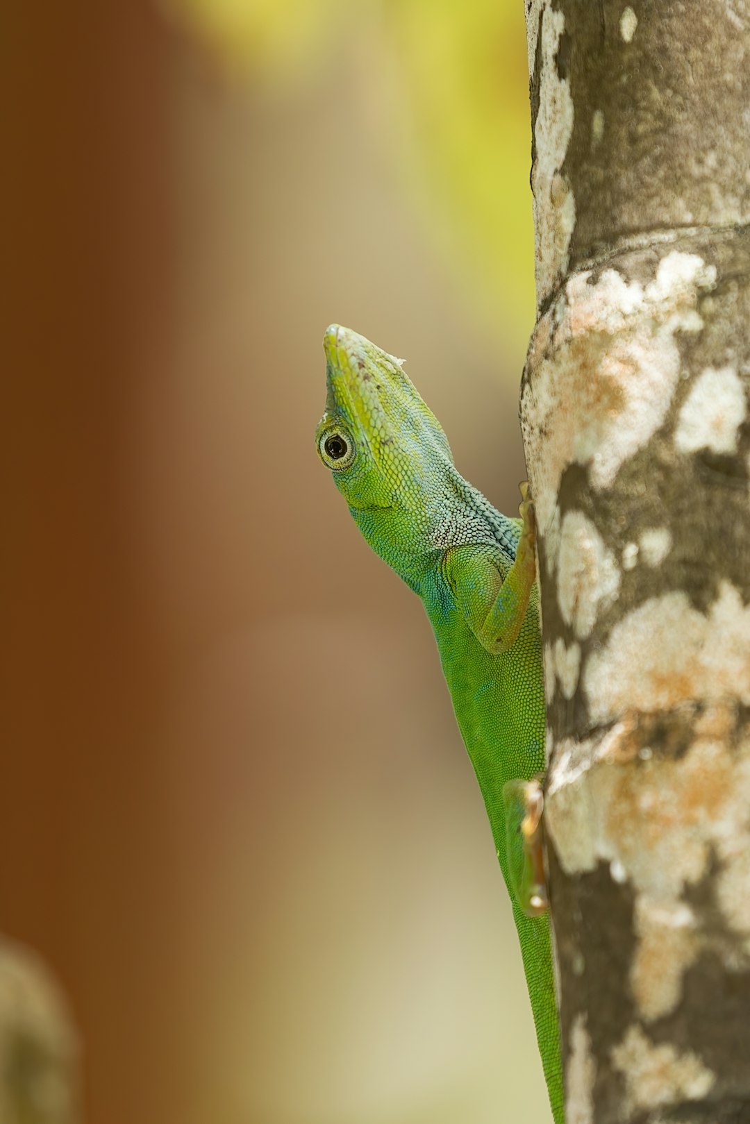 green lizard on brown tree trunk