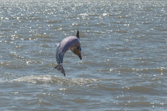 A playful pod of dolphins leaping joyfully through sparkling ocean waves.