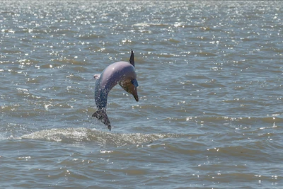 Playful dolphins leaping through the waves during a morning dolphin tour.