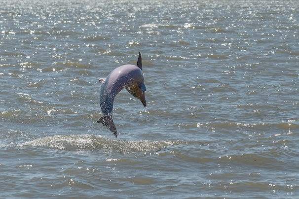 A playful pod of dolphins leaping joyfully through sparkling ocean waves.