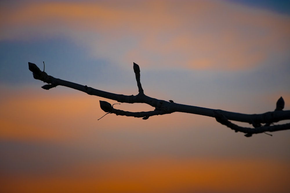 silhouette of a bird on a tree branch during sunset