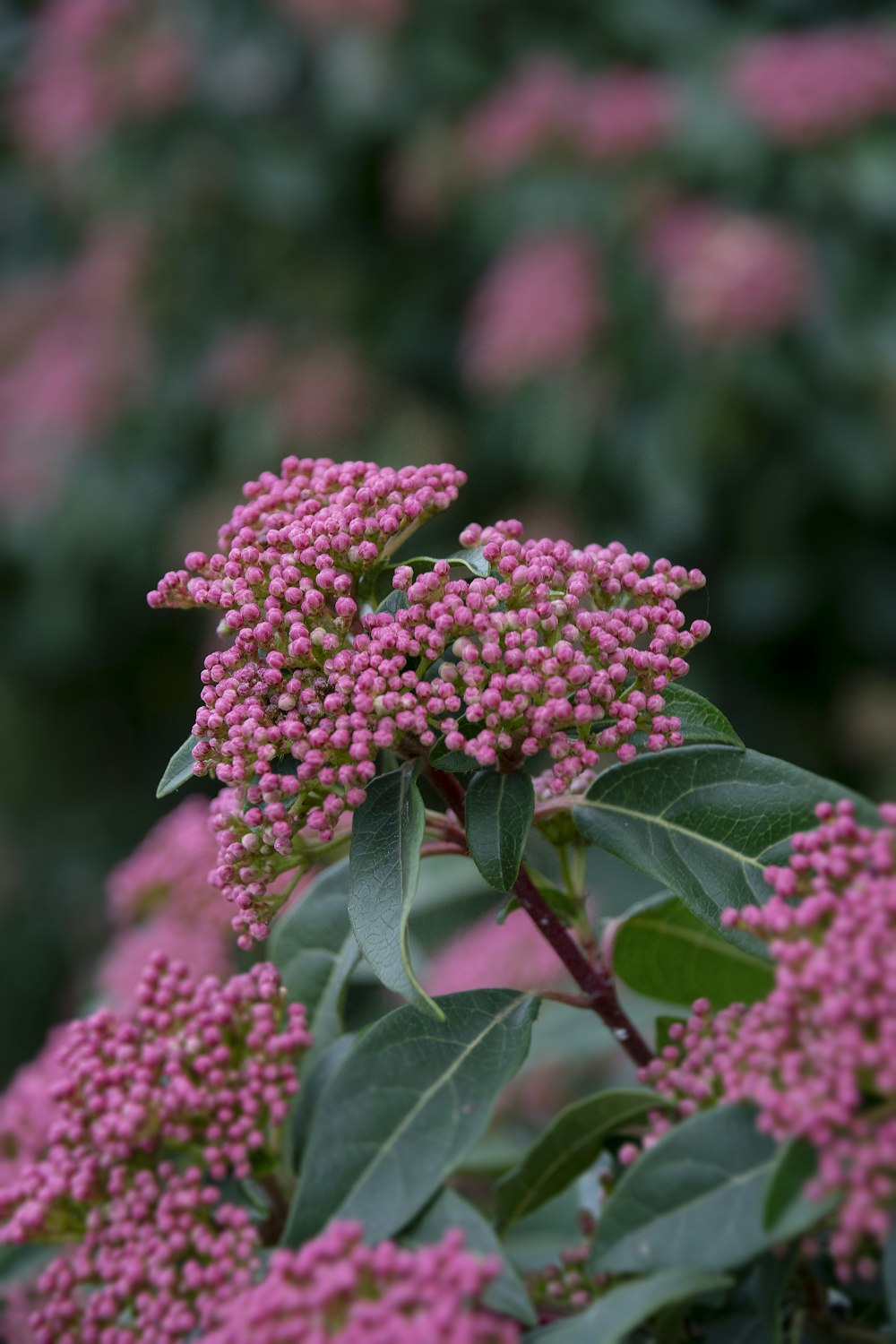 pink flower in tilt shift lens