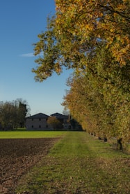 A rustic farm pathway lined with healthy crops under a clear blue sky, embodying natural farming.