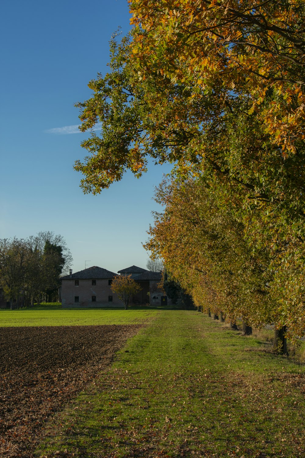 green grass field with trees and houses