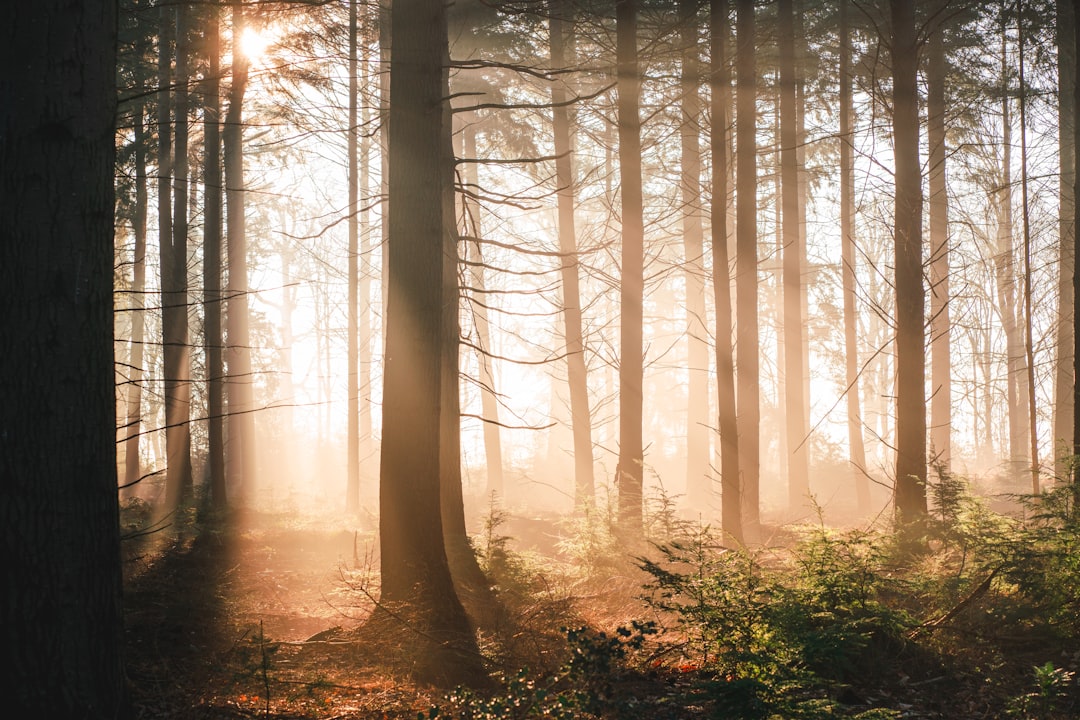 brown trees in forest during daytime