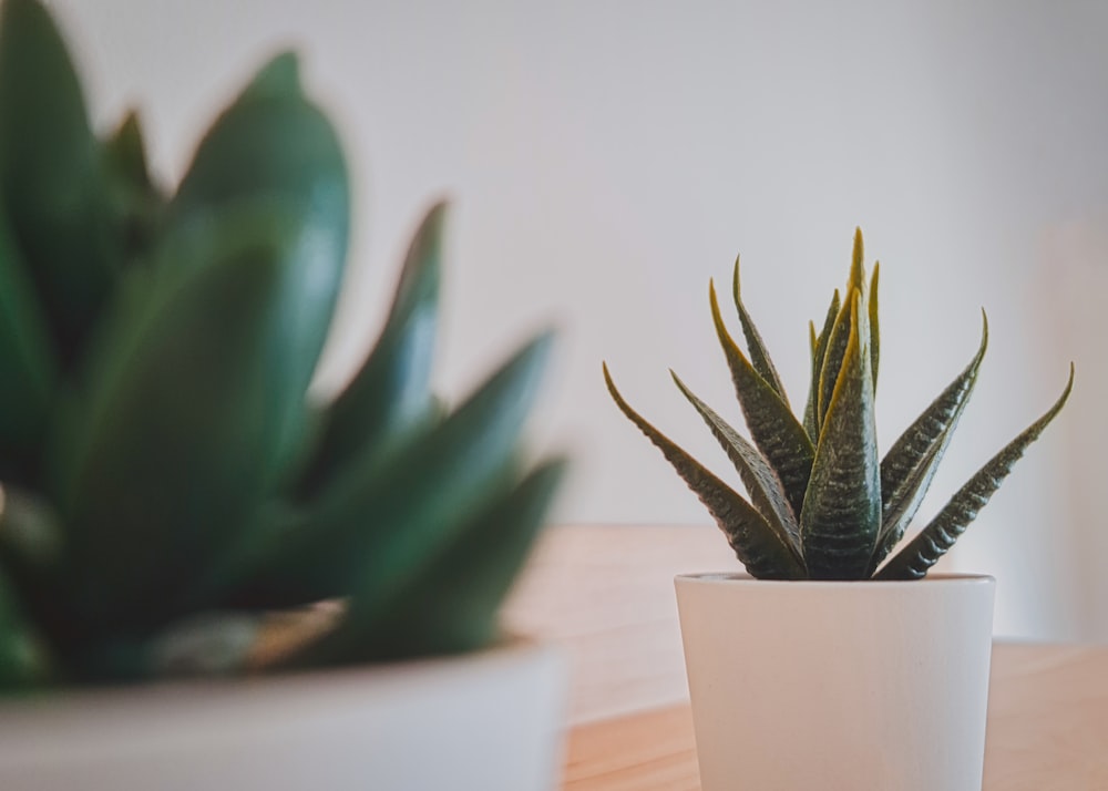 green plant in white pot