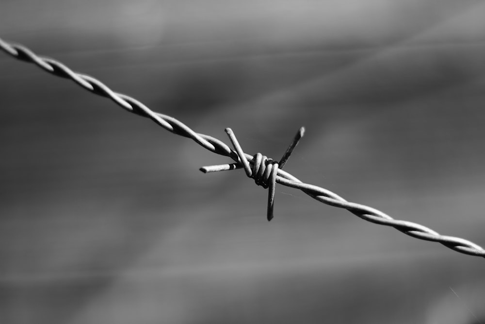 gray scale photo of barbwire