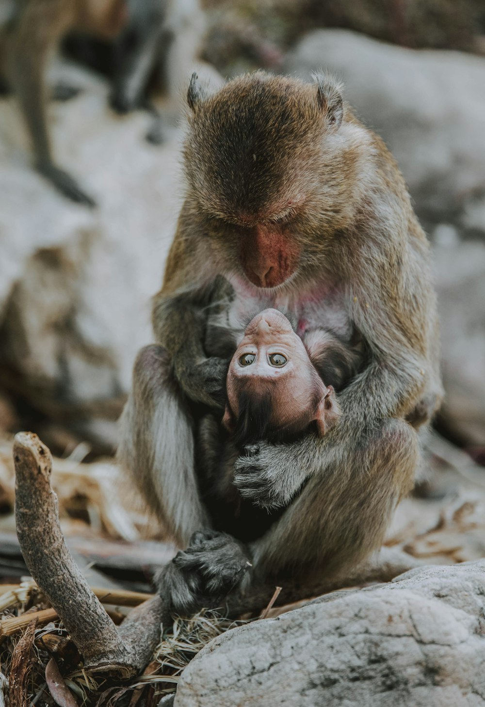 brown monkey sitting on rock during daytime