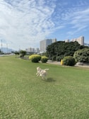 A pair of dogs playing on a large, green lawn in a city park. The background features tall buildings and lush foliage under a blue sky with scattered clouds.