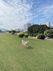 Happy dogs playing in a green, fenced dog park under sunny skies.
