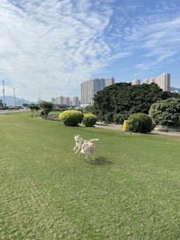 Happy dogs playing in a green, fenced dog park under sunny skies.