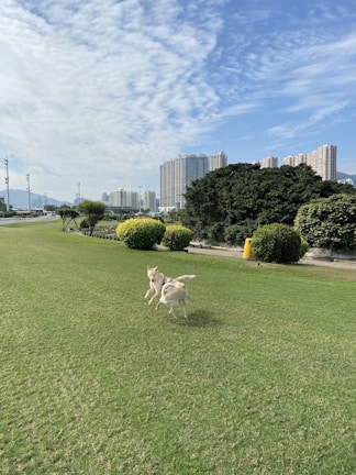 A pair of dogs playing on a large, green lawn in a city park. The background features tall buildings and lush foliage under a blue sky with scattered clouds.