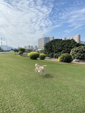 Two dogs playing together on the spacious sanctuary grounds under a clear blue sky.