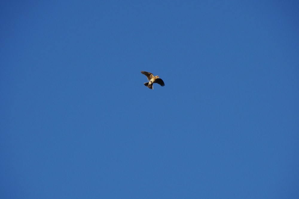 black bird flying under blue sky during daytime