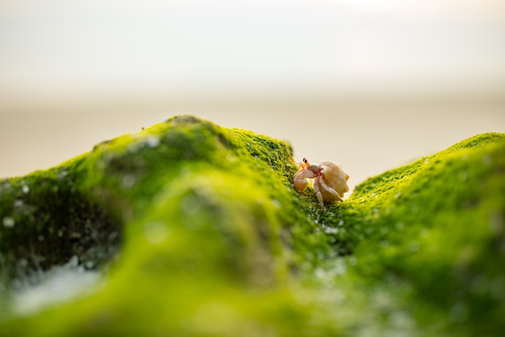 green moss on white wall