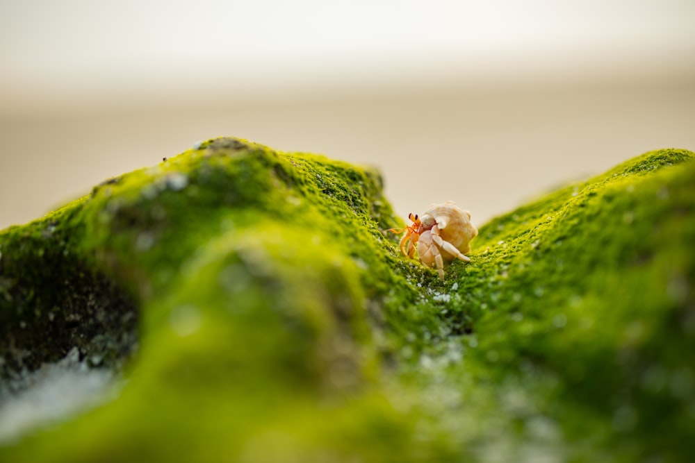 昼間のクローズアップ写真で緑の苔の上の茶色のクモ