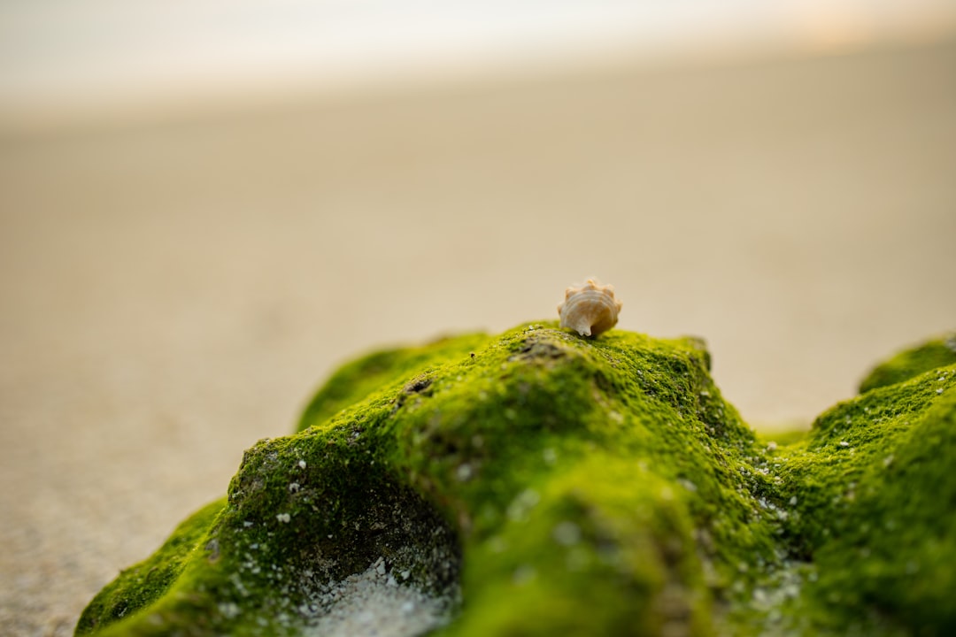 brown and white small insect on green and black stone