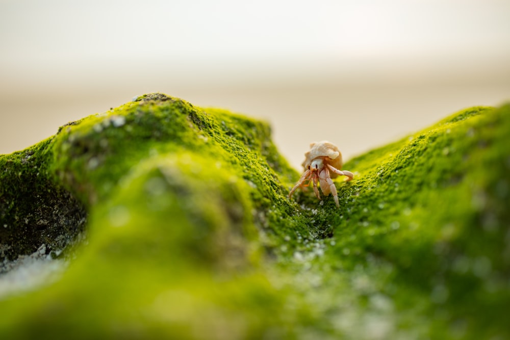 brown crab on green moss