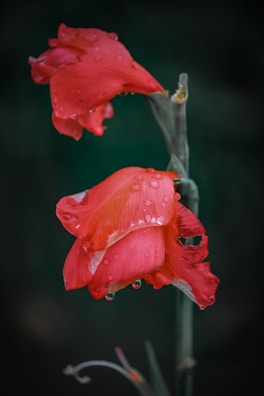 Close-up of a vibrant red flower with delicate water droplets.