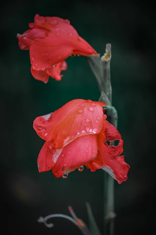 Close-up of a vibrant red flower with delicate water droplets.