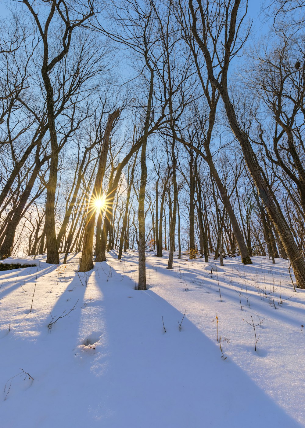 bare trees on snow covered ground during daytime