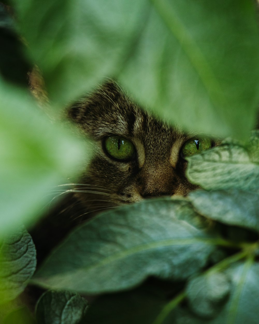 brown tabby cat on green leaves