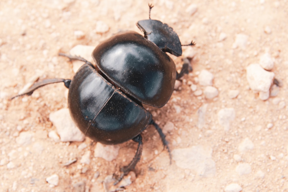 Escarabajo negro sobre superficie marrón