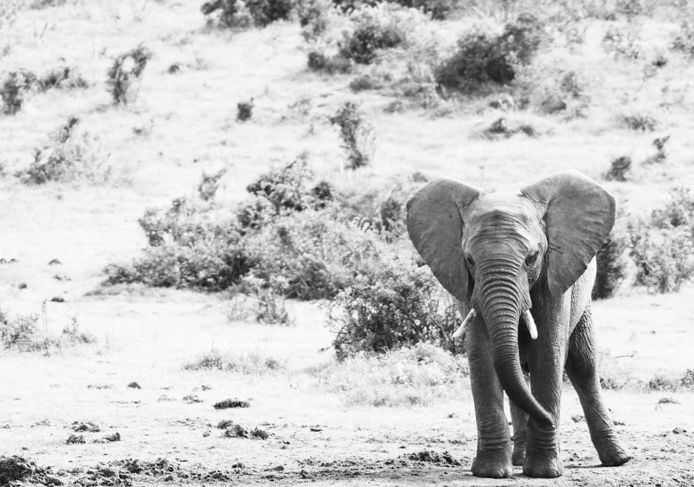 elephant walking on the field