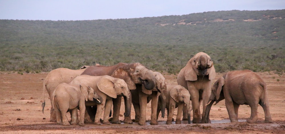 Elefante marrón en el campo de hierba verde durante el día