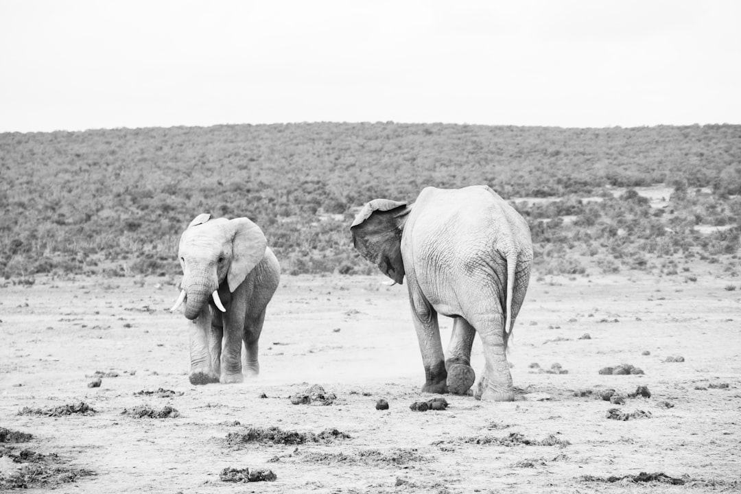 grayscale photo of elephant walking on snow covered field