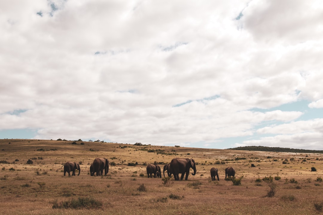 group of elephant on brown field during daytime