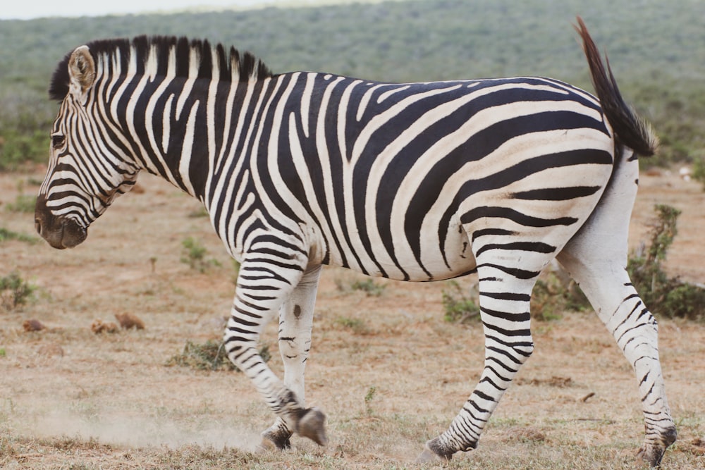 zebra standing on brown field during daytime