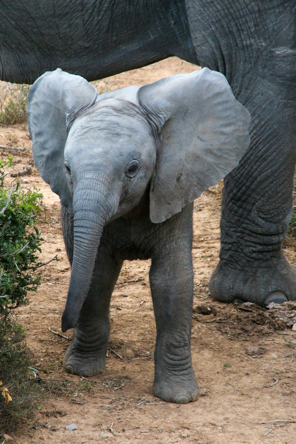 elefante grigio che cammina su terreno marrone durante il giorno