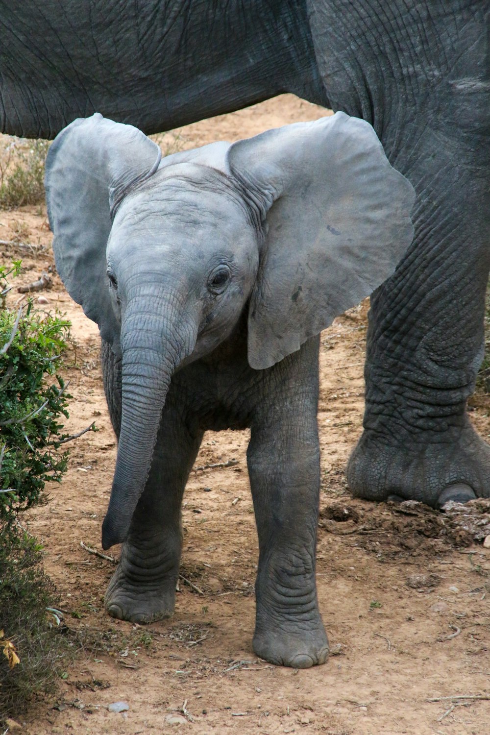 Elefante gris caminando sobre suelo marrón durante el día