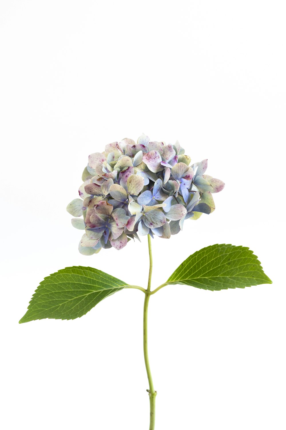 purple and white flower with green leaves