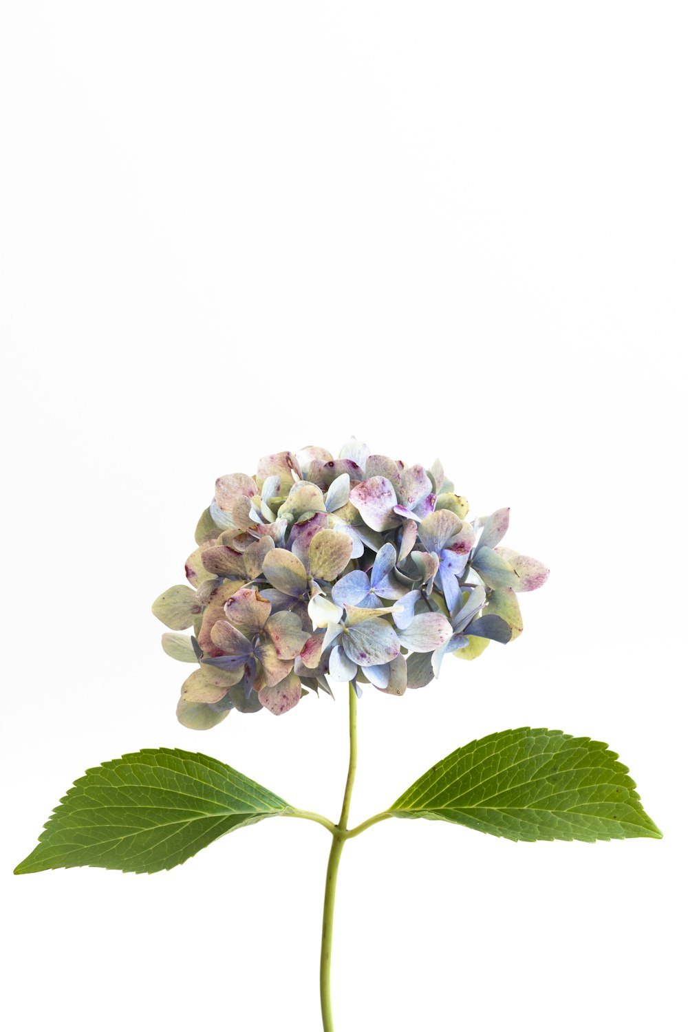 purple and white flower with green leaves